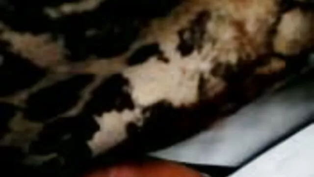 Bedste porno ingen registrering  Sød blondine i hendes fisse får sex på dansk pik